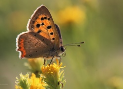 Motyl, Czerwończyk, Owad