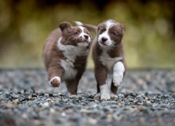 Dwa, Szczeniaki, Słodkie, Border Collie