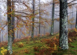 Jesień, Las, Drzewa, Paprocie, Mgła