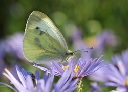 Motyl, Bielinek, Owad, Biały, Astry