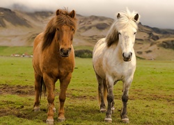 Konie, Łąka, Góry, Islandia