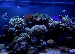 Akwarium, Podwodny świat, Ryby