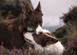 Psy, Border Collie, Wrzos