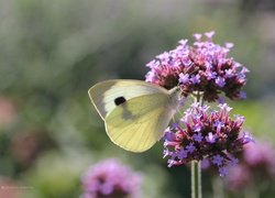 Bielinek, Motyl, Owad, Kwiaty