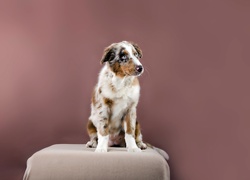 Owczarek australijski-australian shepherd