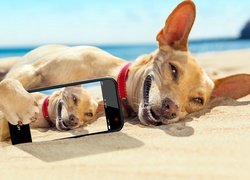 Pies, Plaża, Morze, Telefon, Selfie