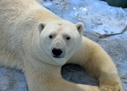 Niedźwiedź, Polarny