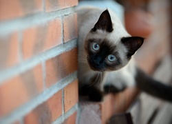 Kot, Niebieskie, Oczy, Ceglany, Mur