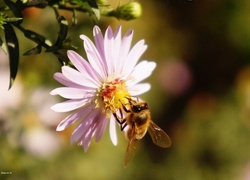 Aster, Pszczoła