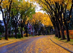 Droga, Drzewa, Domy, Jesień