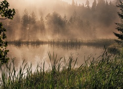 Jezioro, Mgła, Drzewa, Trawa