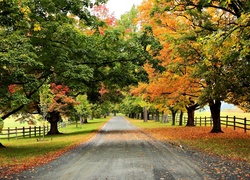 Droga, Drzewa, Płot, Jesień