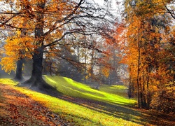 Park, Poranek, Przebijające Światło, Jesień