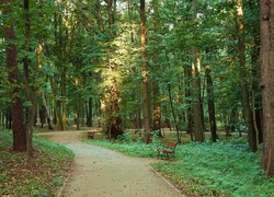 Park, Drzewa, Alejka, Ławki