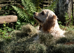 Spaniel