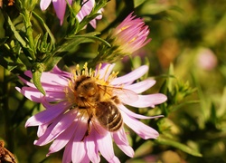 Aster, Pszczoła