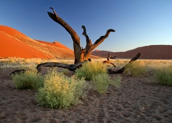 Pustynia, Namib, Konary, Afryka