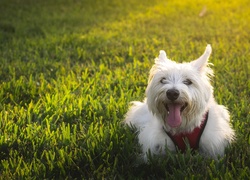 Piesek, West Highland White Terrier