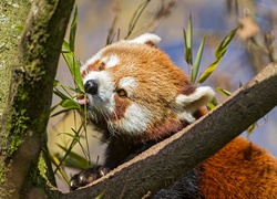 Czerwona, Panda, Liście, Pandka ruda