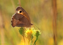 Strzępotek Ruczajnik, Brązowy, Motyl