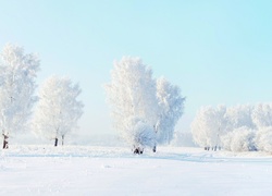 Zima, Oszronione, Drzewa