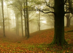 Las, Drzewa, Liście, Mgła, Jesień