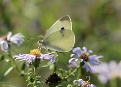 Motyl, bielinek, Owad, Biały