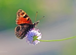 Rusałka, Pawik, Motyl, Owad