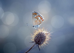 Motyl, Suchy Kwiat