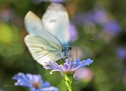 Motyl, Bielinek, Biały