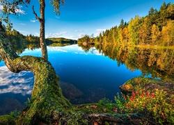 Jezioro, Norwegia, Jezioro, Drzewo, Lasy, Jesień, Odbicie
