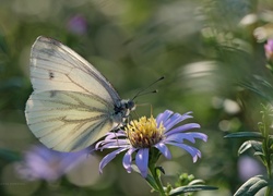 Bielinek, Biały, Motyl, Astry