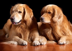 Dwaj, Przyjaciele, Golden, Retriever