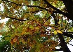 Drzewa, Gałęzie, Jesień