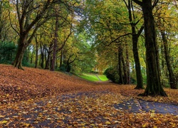 Park, Alejki, Drzewa, Liście, Jesień