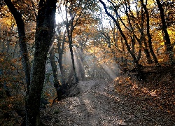 Jesień, Drzewa, Las,Droga, Przebijające,Światło