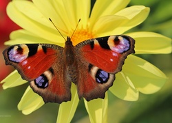 Motyl, Pawik Rusałka, Dalia, Kwiat