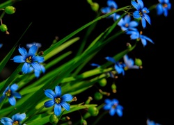 Drobne, Niebieskie, Kwiaty