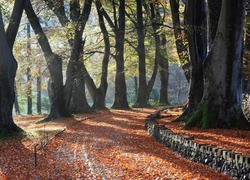 Park, Droga, Drzewa, Liście, Jesień