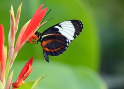 Motyl, Kwiat