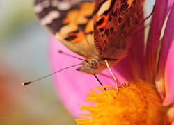 Motyl, Rusałka Osetnik, Oko, Makro