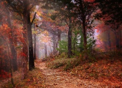 Las, Ścieżka, Drzewa, Mgła, Jesień