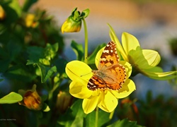 Rusałka Osetnik, Motyl, Owad, Dalie