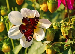 Rusałka Pawik, Motyl, Czerwony, Owad