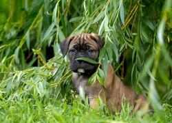 Piesek, Szczeniak, Cane Corso, Wierzba