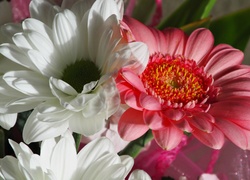 Chryzantema, Gerbera