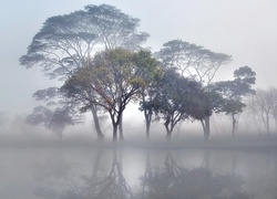 Mgła, Rzeka, Drzewa