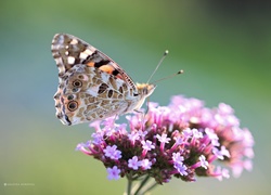 Rusałka Osetnik, Motyl, Owad