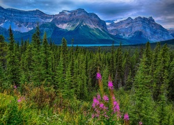 Kanada, Prowincja Alberta, Park Narodowy Jasper, Góry, Lasy, Łąka, Jezioro Hector Lake, Drzewa