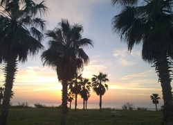 Zachód słońca, Palmy